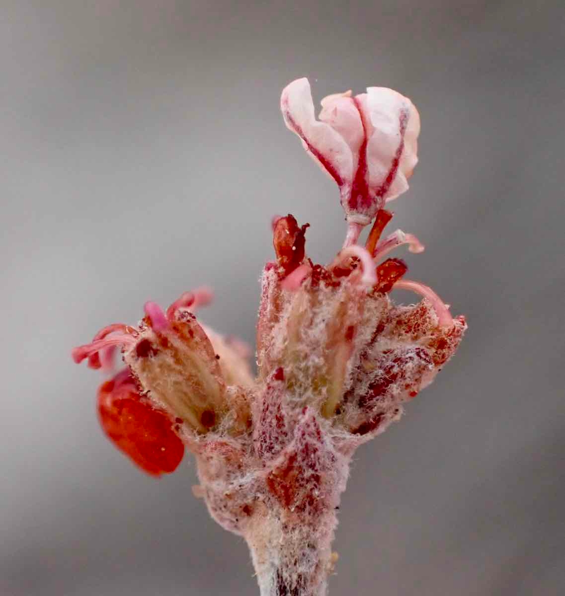 Eriogonum kennedyi var. austromontanum