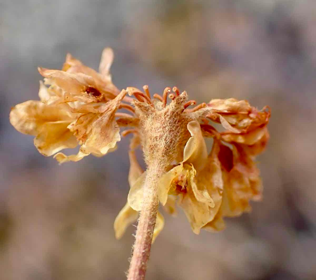 Eriogonum umbellatum var. munzii