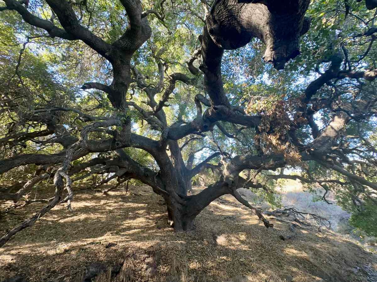 Quercus agrifolia var. agrifolia