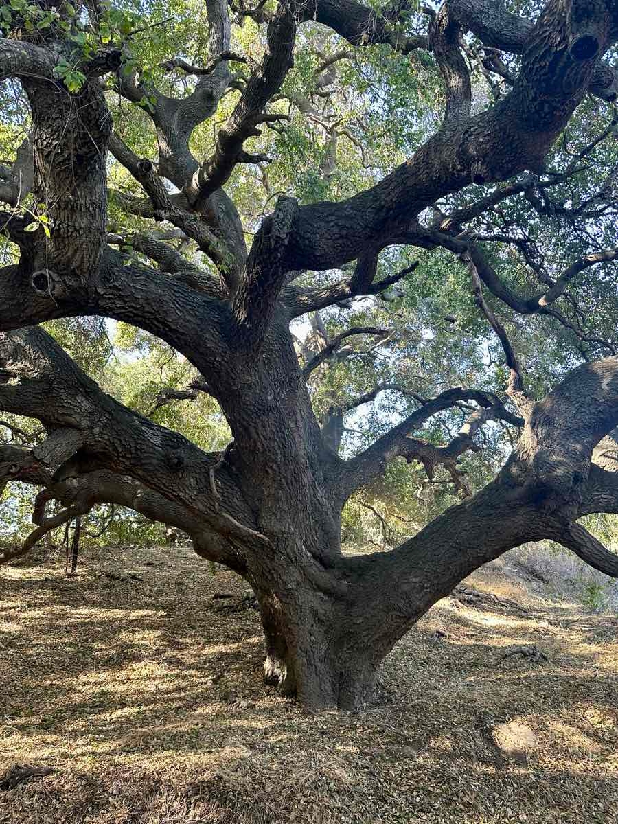 Quercus agrifolia var. agrifolia