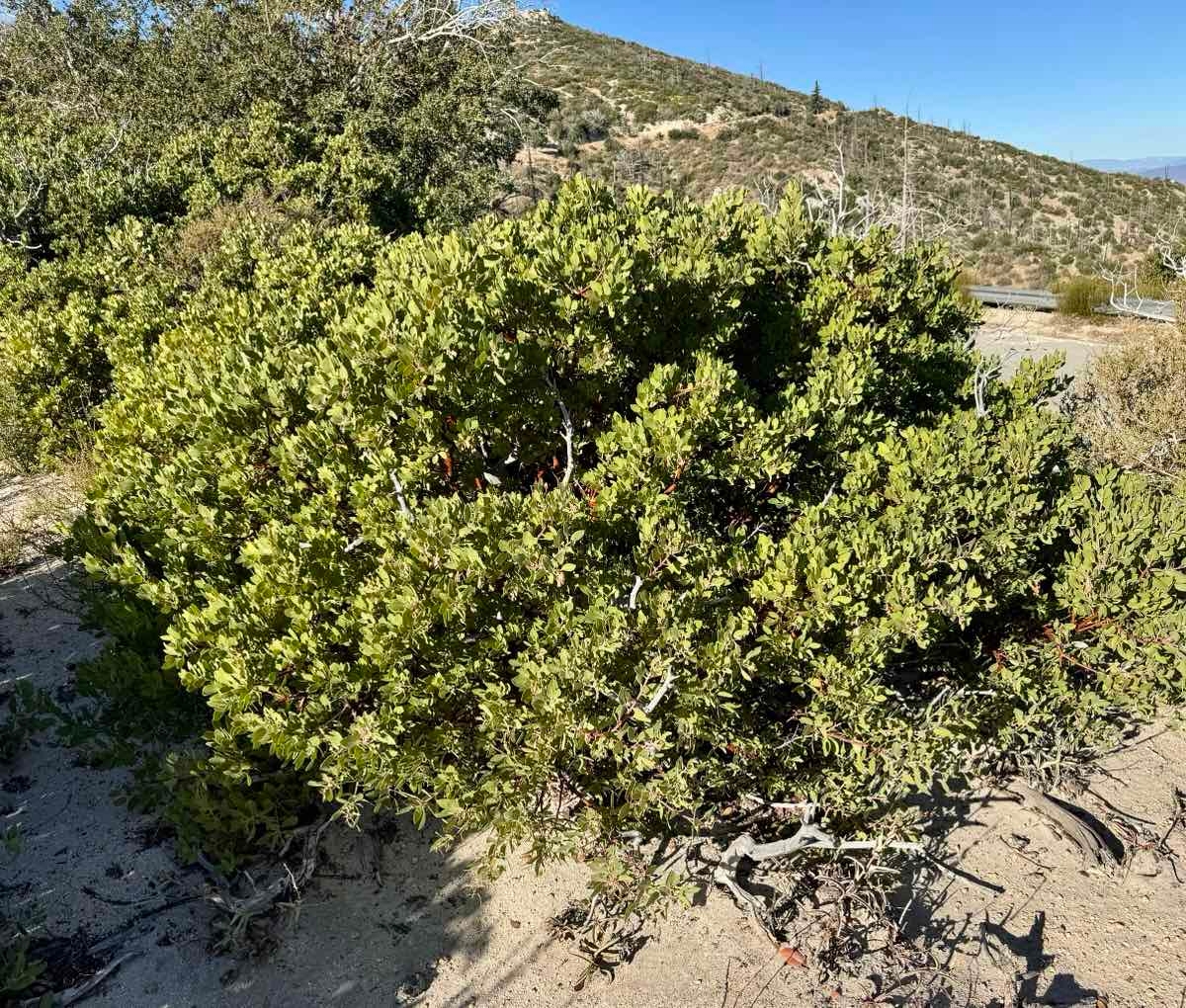 Arctostaphylos glandulosa ssp. gabrielensis