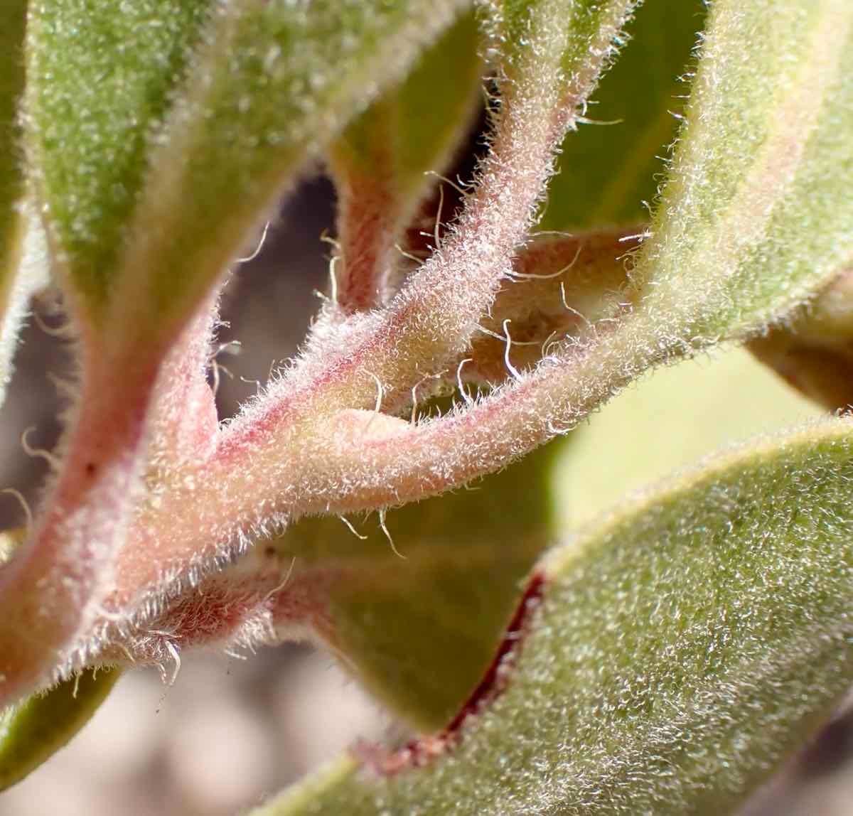 Arctostaphylos glandulosa ssp. gabrielensis