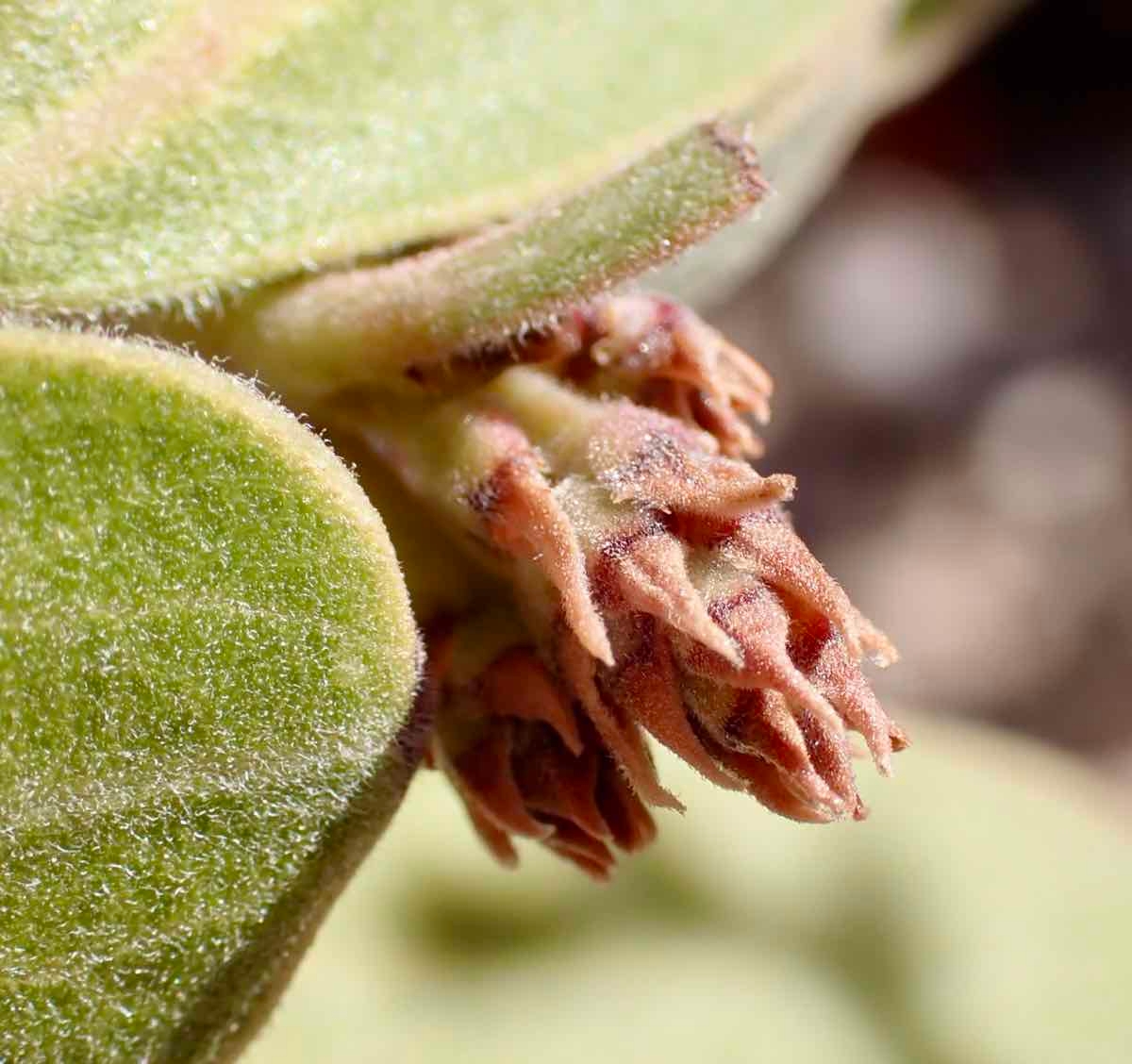 Arctostaphylos glandulosa ssp. gabrielensis