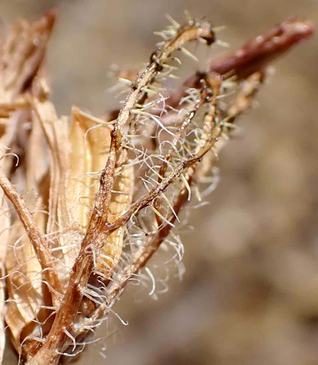 Cordylanthus rigidus ssp. setiger