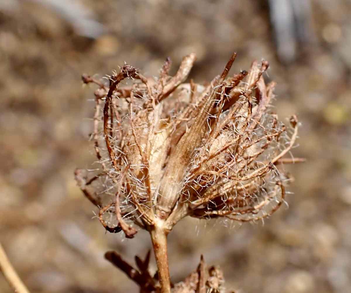 Cordylanthus rigidus ssp. setiger