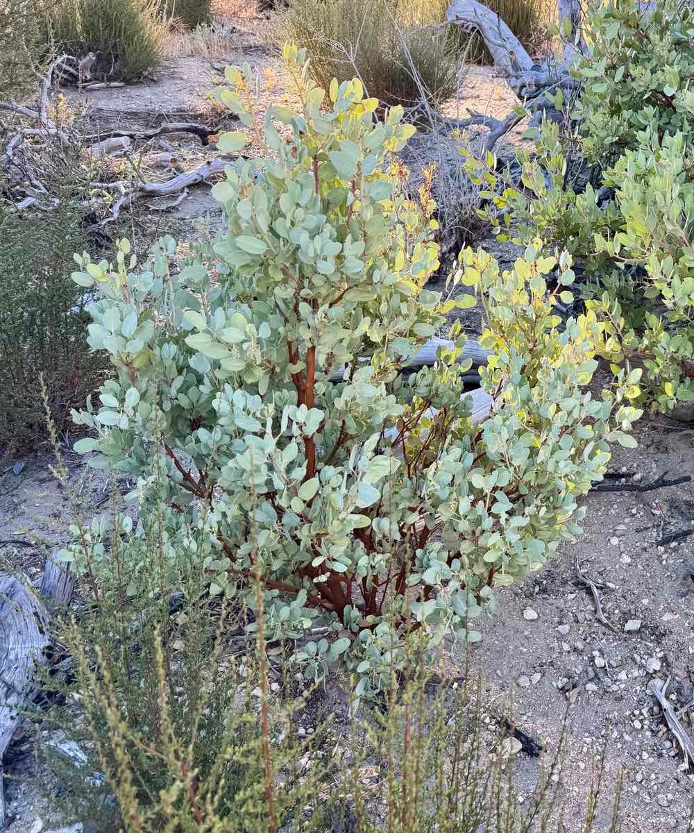 Arctostaphylos glauca