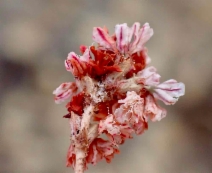 Eriogonum kennedyi ssp. austromontanum