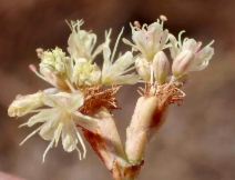 Eriogonum nudum var. pauciflorum