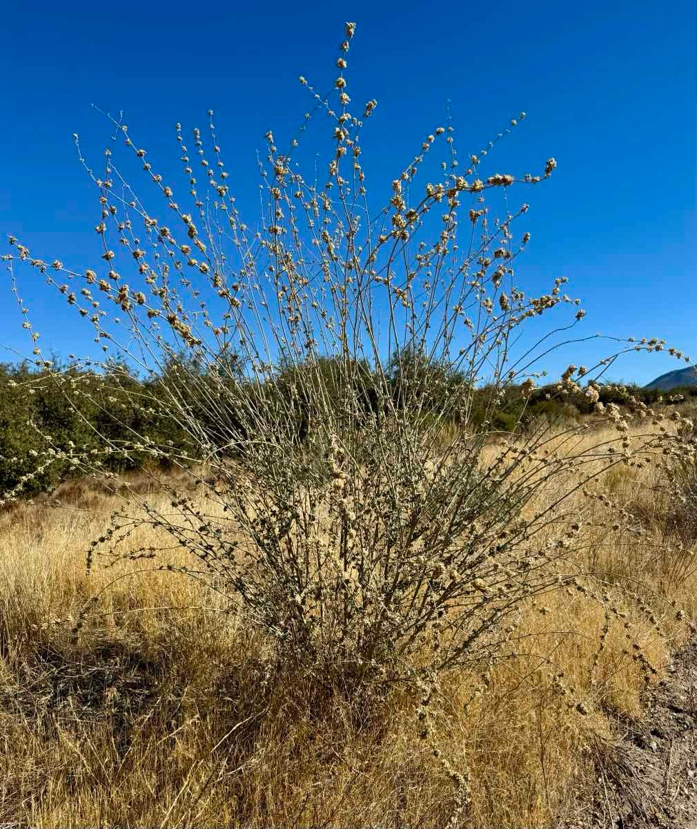 Malacothamnus fasciculatus