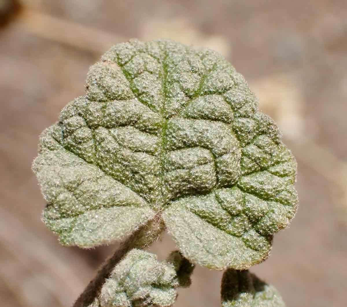 Malacothamnus fasciculatus