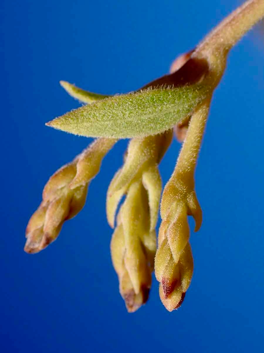 Arctostaphylos parryana ssp. desertica