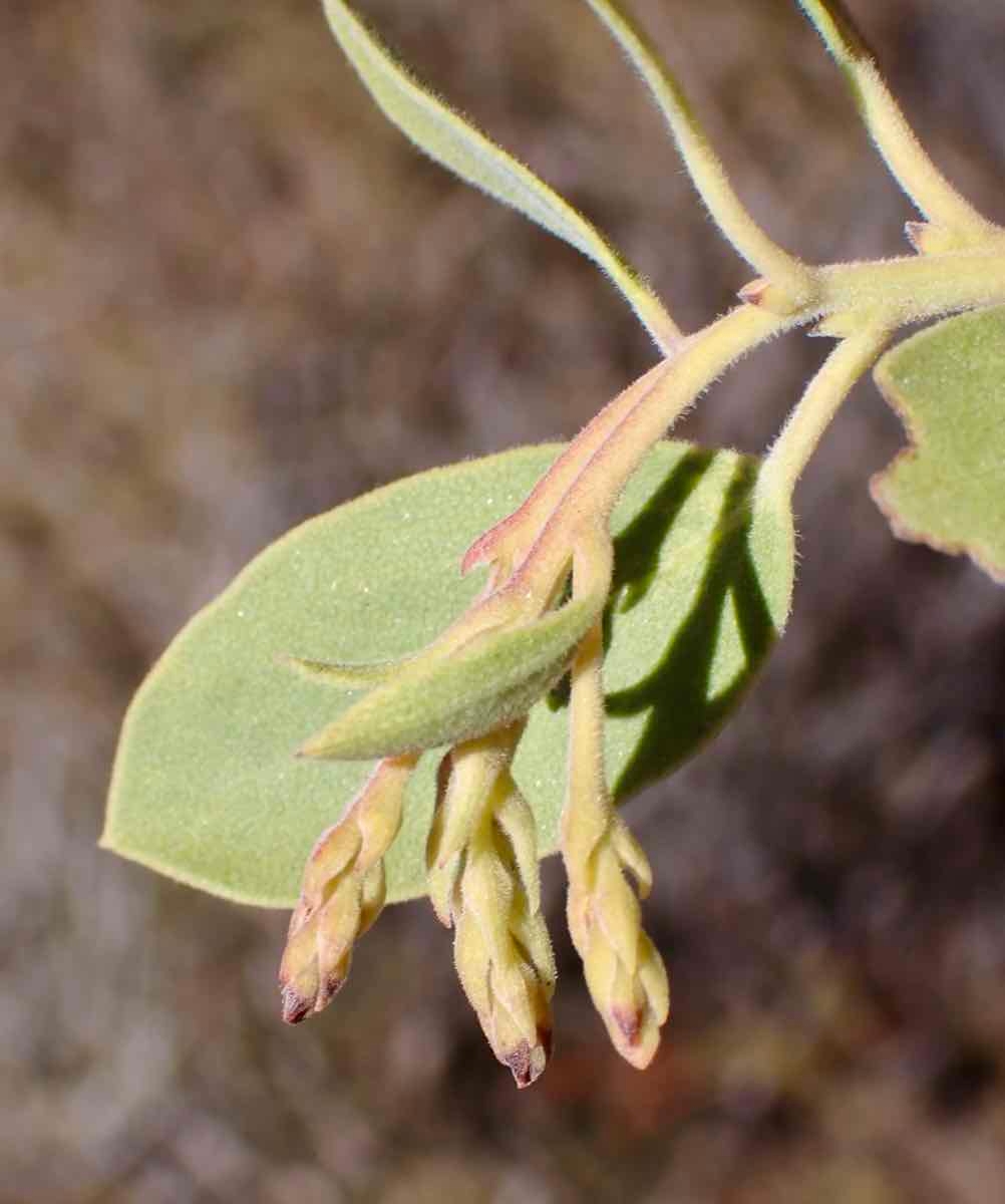 Arctostaphylos parryana ssp. desertica