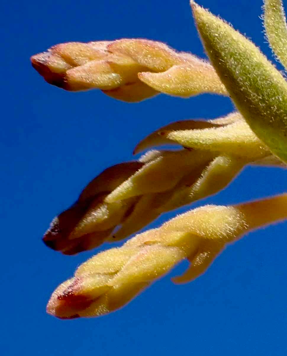 Arctostaphylos parryana ssp. desertica