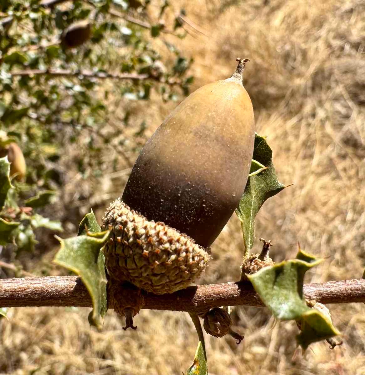 Quercus cornelius-mulleri