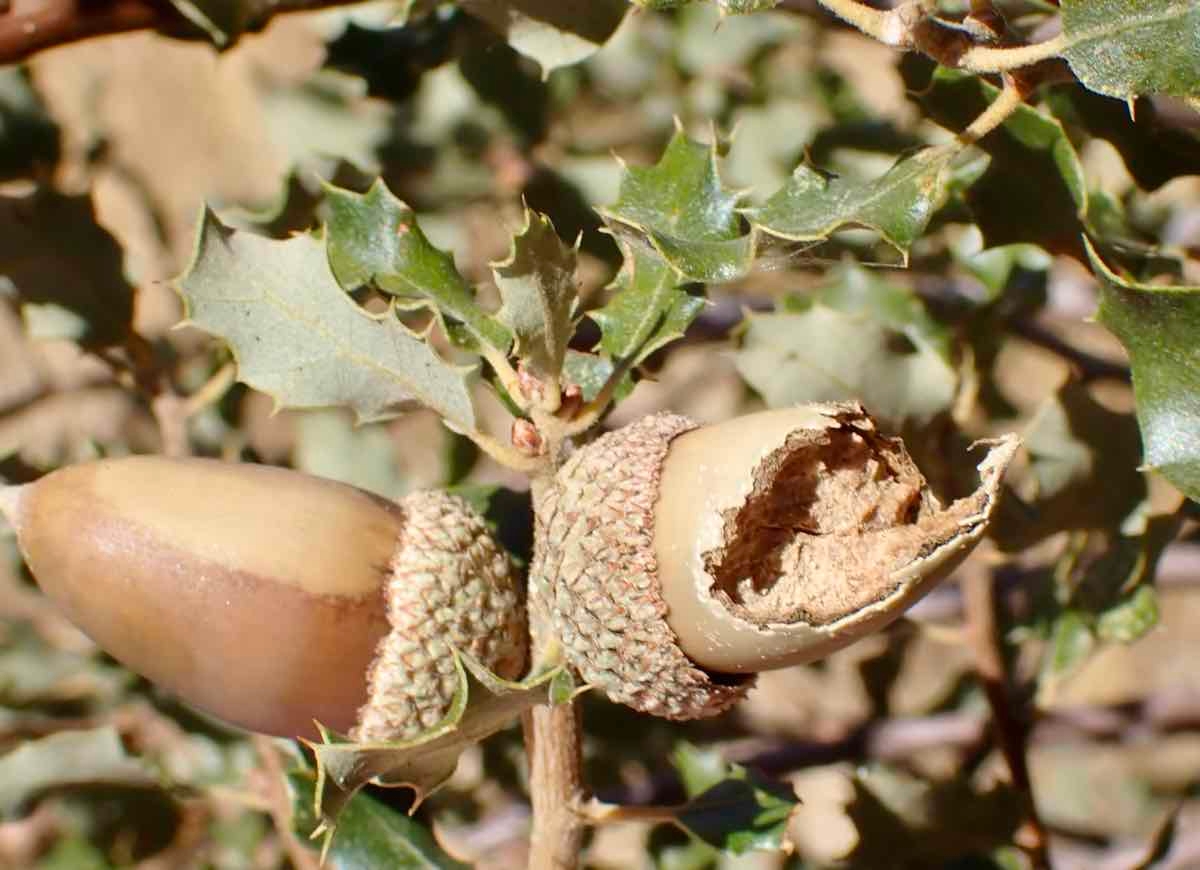 Quercus cornelius-mulleri