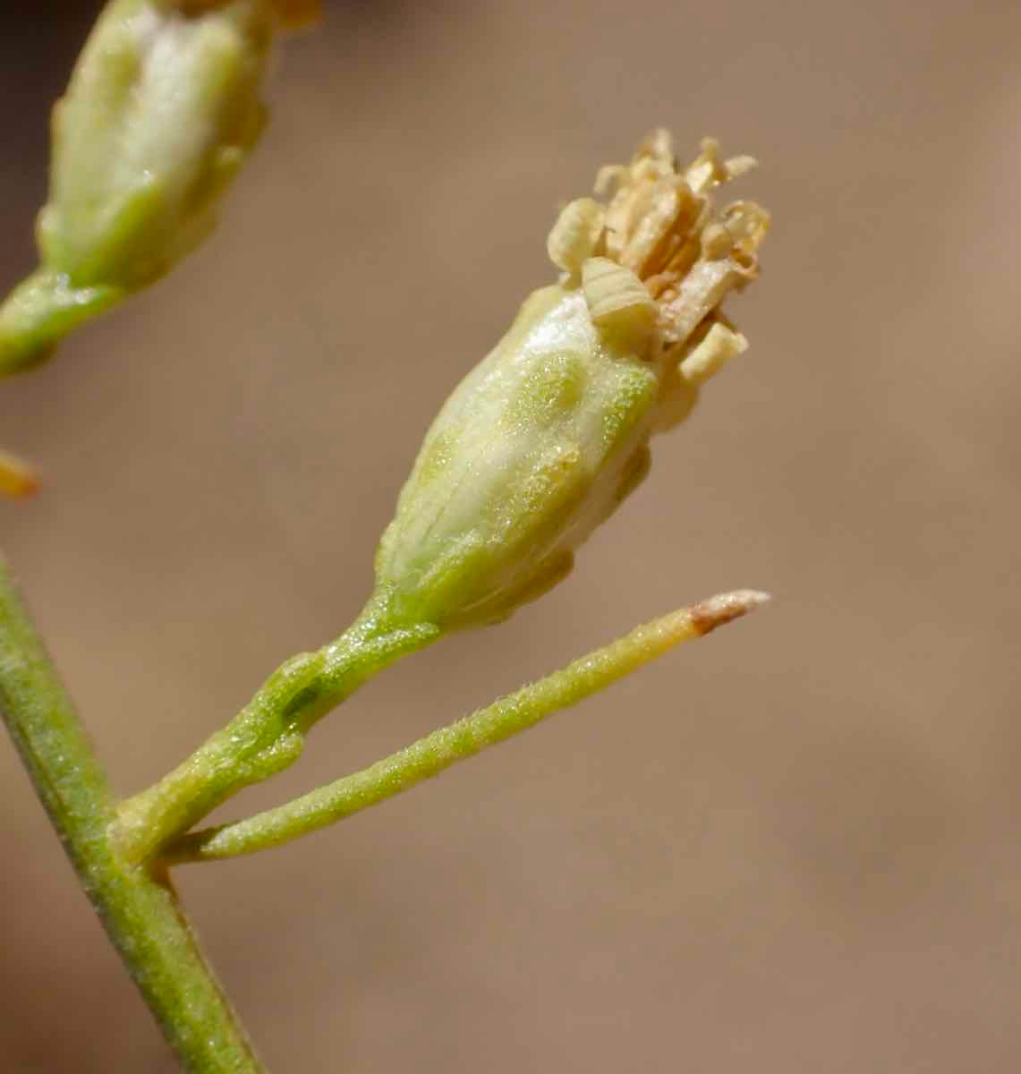 Gutierrezia sarothrae