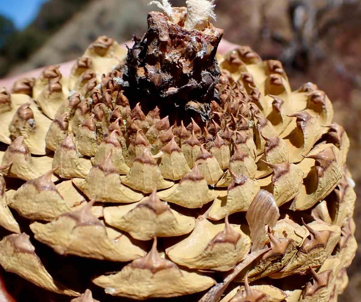 Pinus jeffreyi