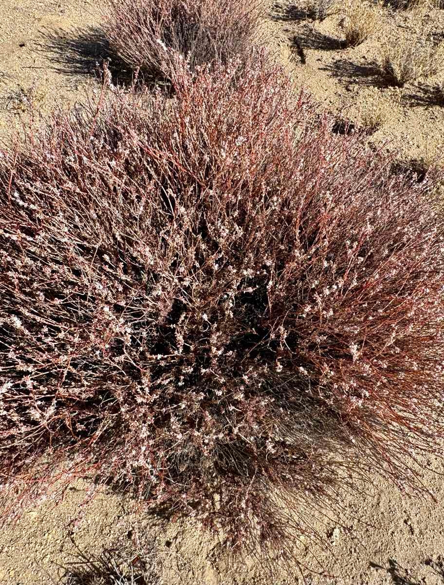 Eriogonum wrightii var. membranaceum