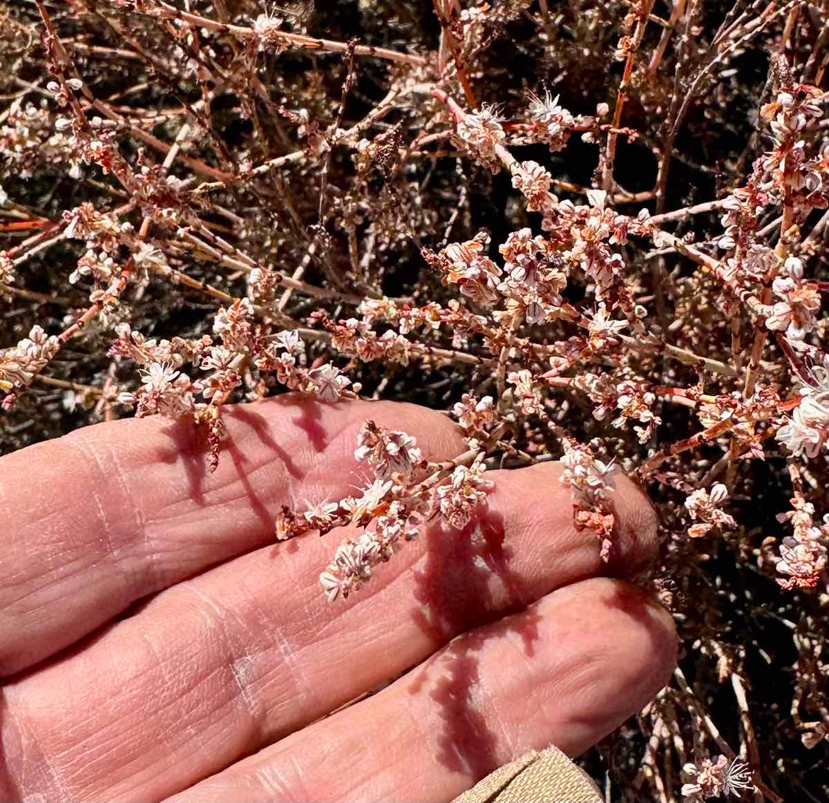 Eriogonum wrightii var. membranaceum