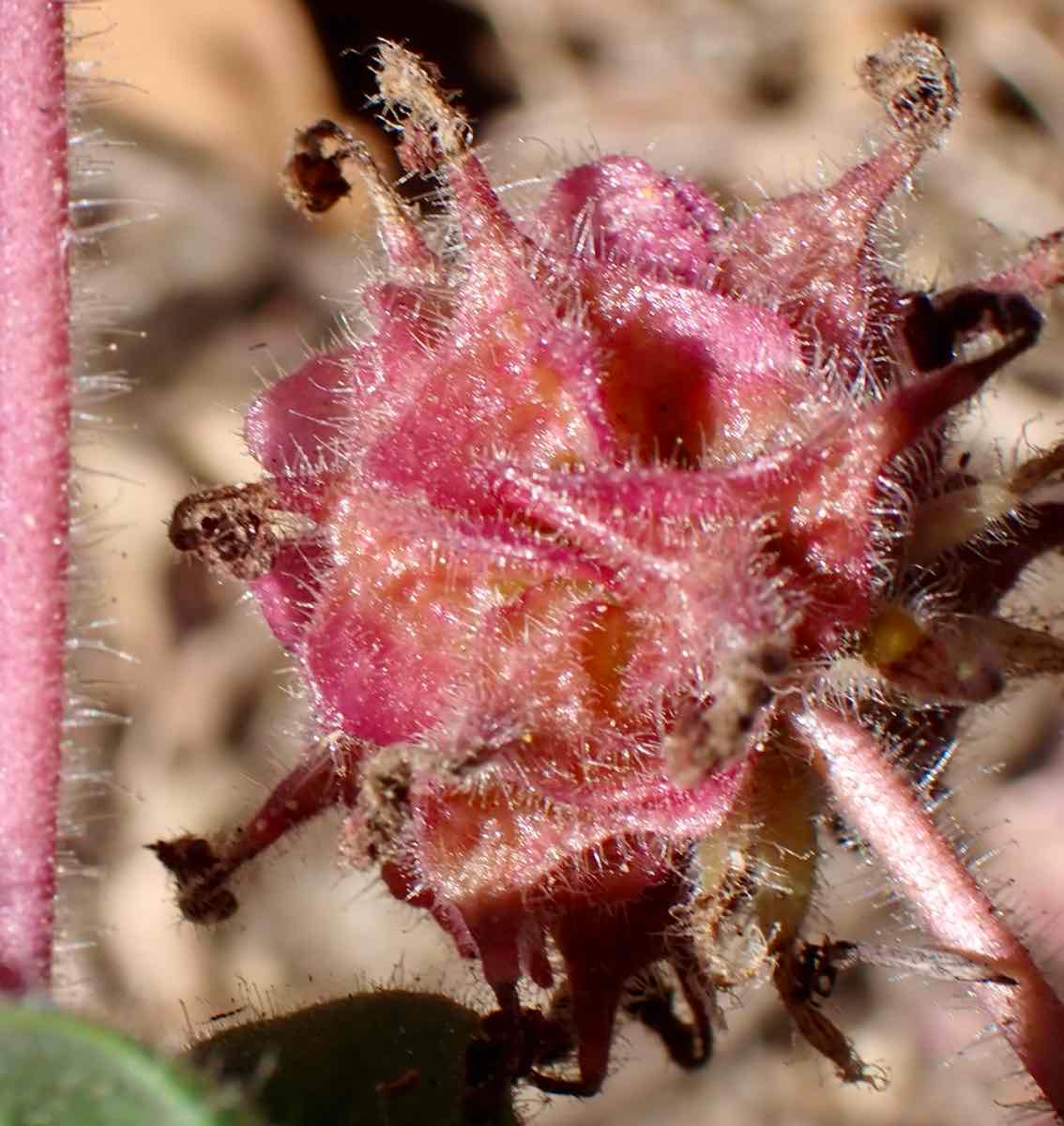 Abronia villosa var. aurita