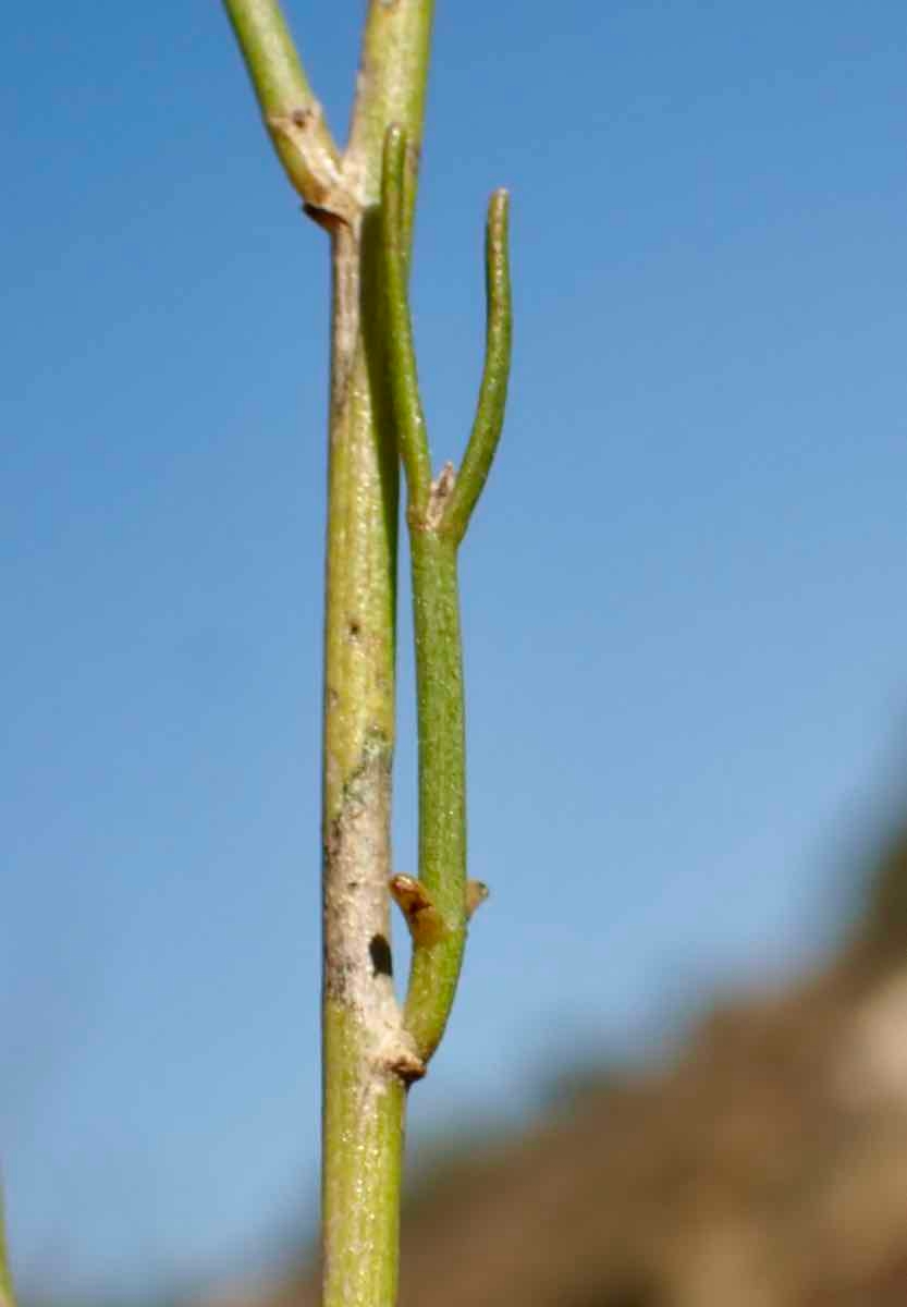 Bebbia juncea var. aspera