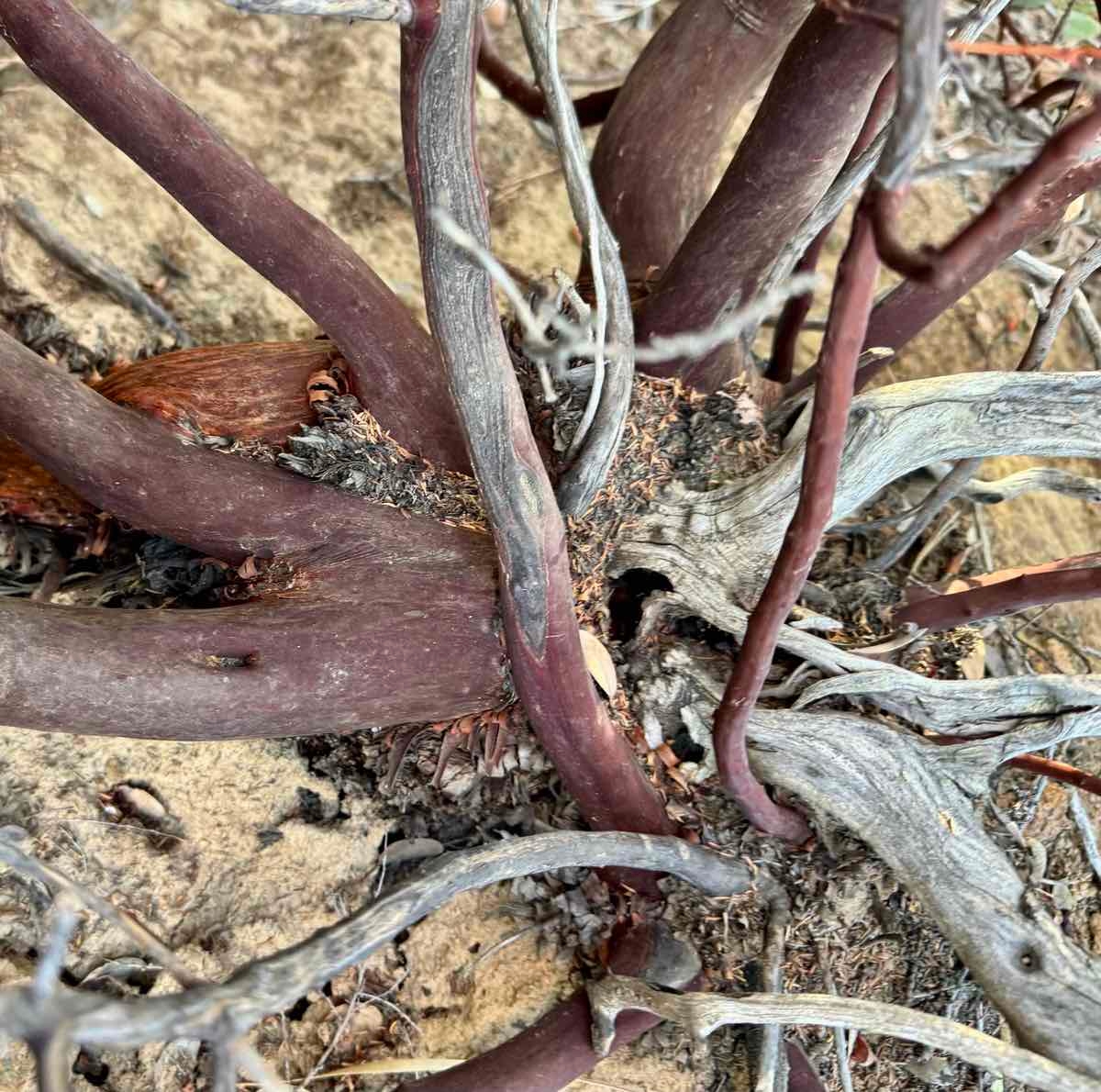 Arctostaphylos glandulosa ssp. adamsii