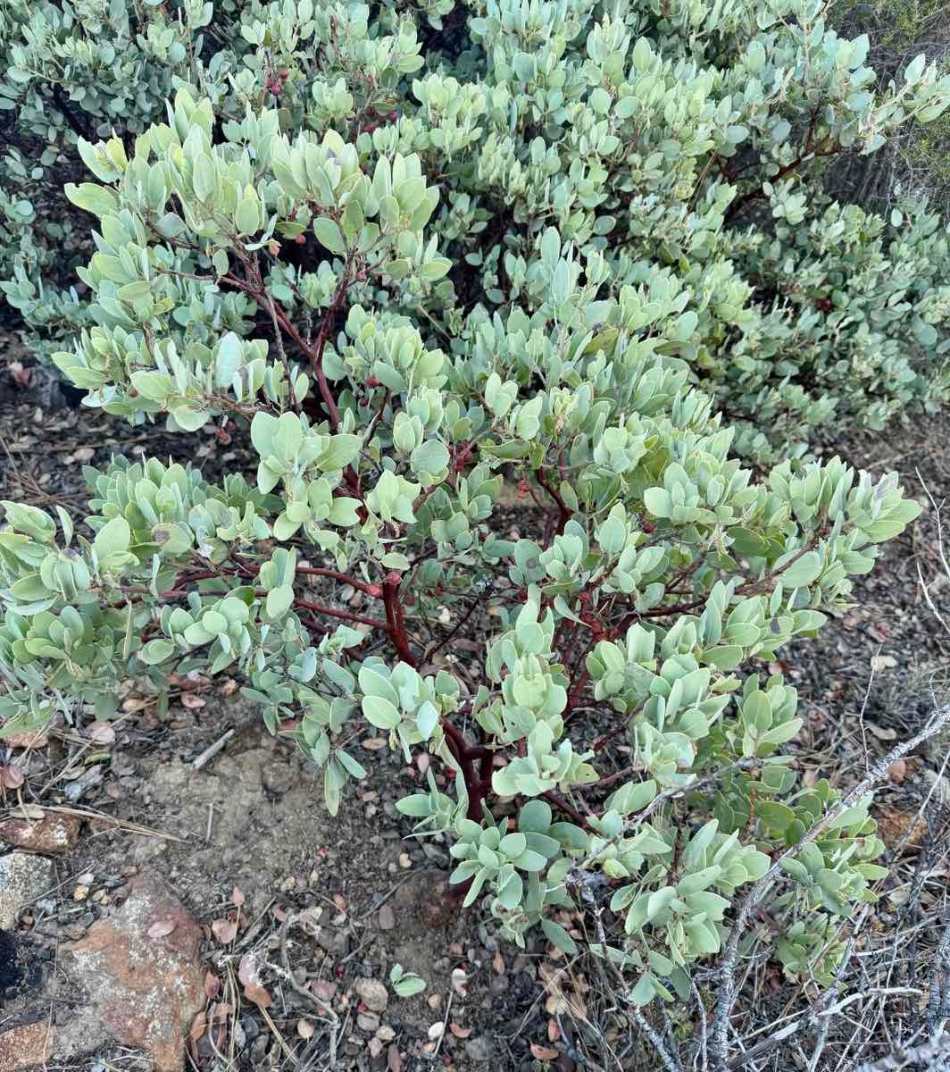 Arctostaphylos glandulosa ssp. adamsii