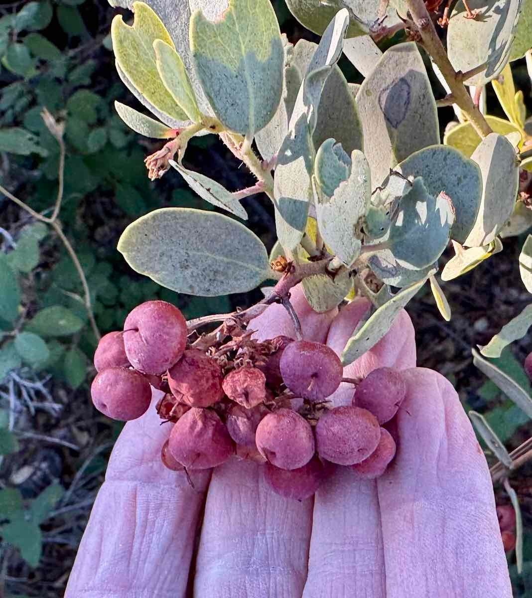 Arctostaphylos glandulosa ssp. adamsii