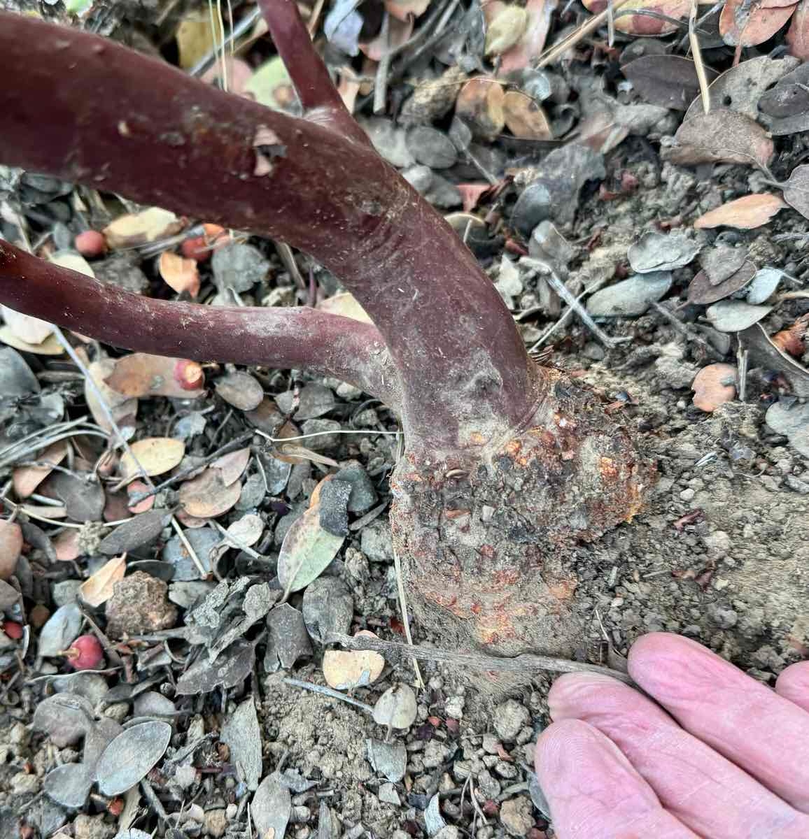 Arctostaphylos glandulosa ssp. adamsii