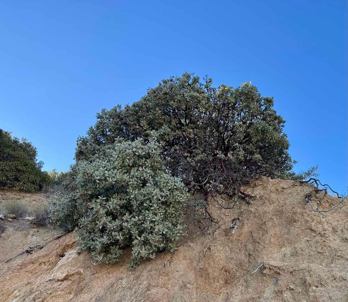 Arctostaphylos glandulosa ssp. adamsii