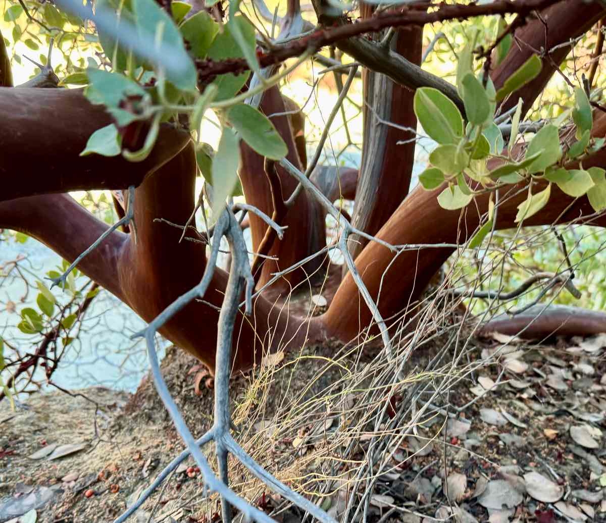 Arctostaphylos glandulosa ssp. adamsii