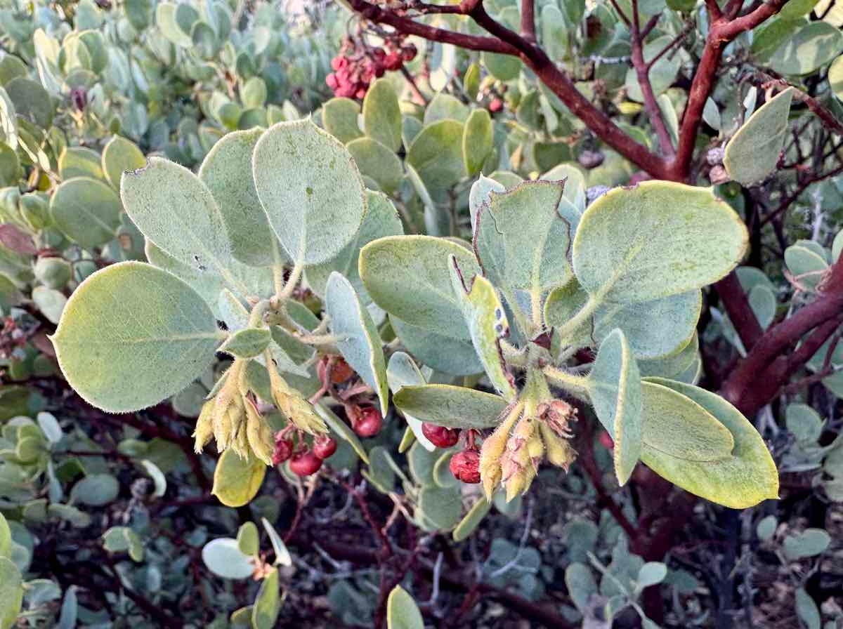 Arctostaphylos glandulosa ssp. adamsii