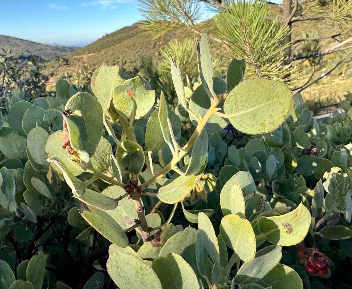 Arctostaphylos glandulosa ssp. adamsii