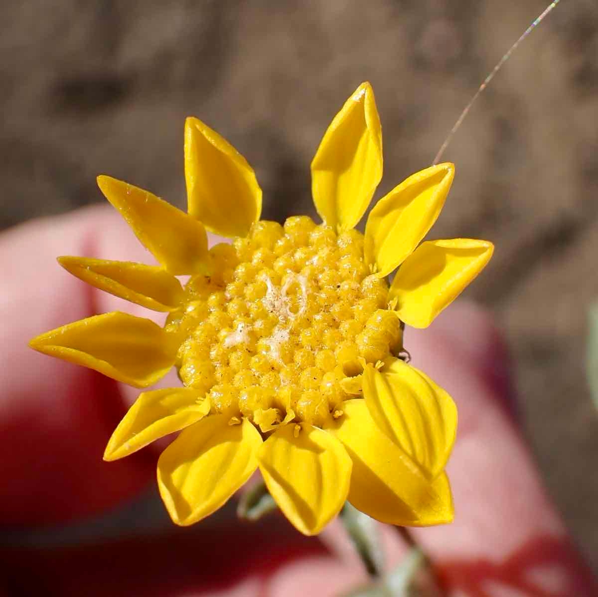 Grindelia hallii