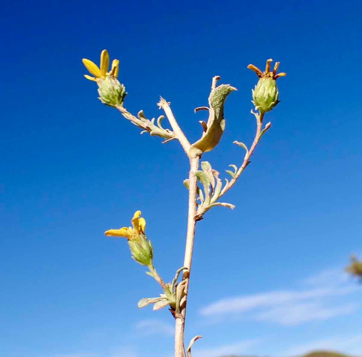 Grindelia hallii