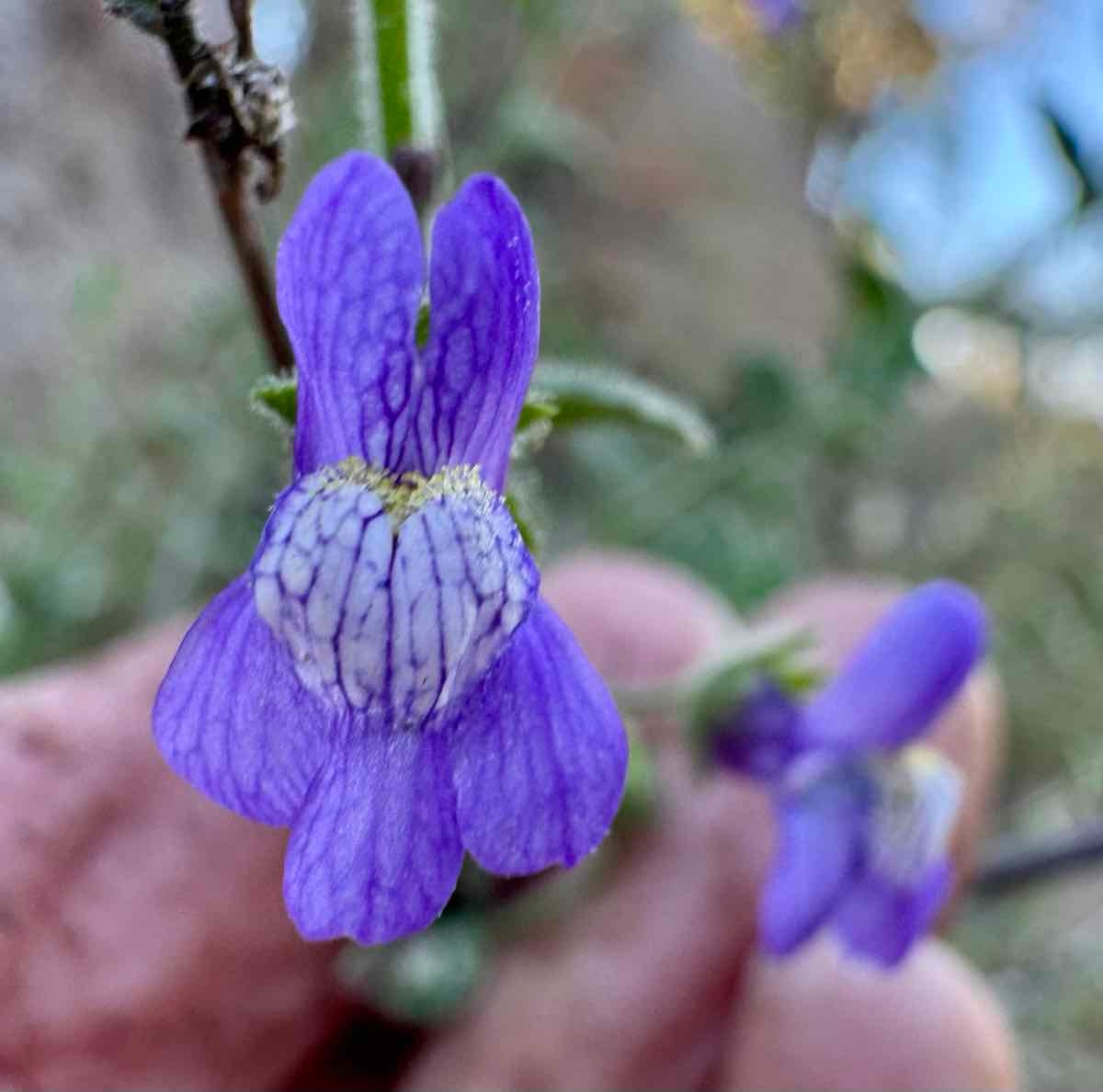 Antirrhinum nuttallianum ssp. nuttallianum