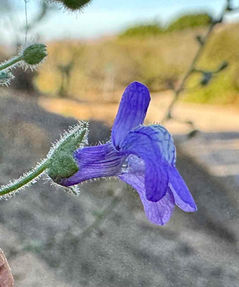 Antirrhinum nuttallianum