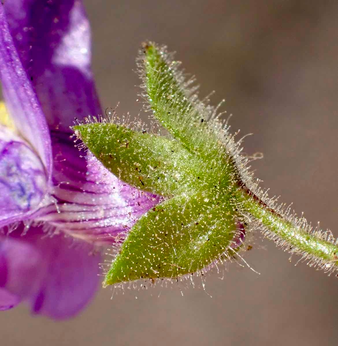 Antirrhinum nuttallianum ssp. nuttallianum