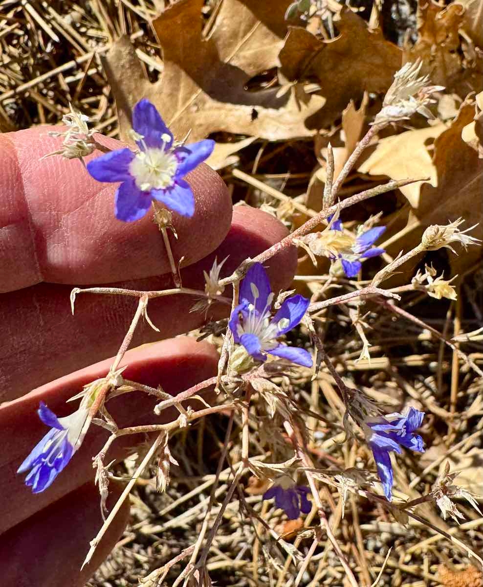 Eriastrum sapphirinum