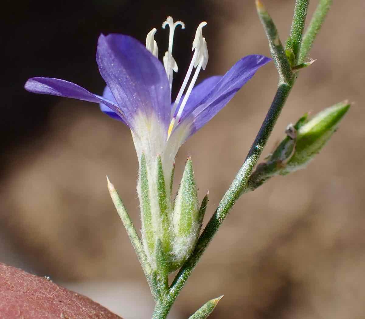 Eriastrum sapphirinum