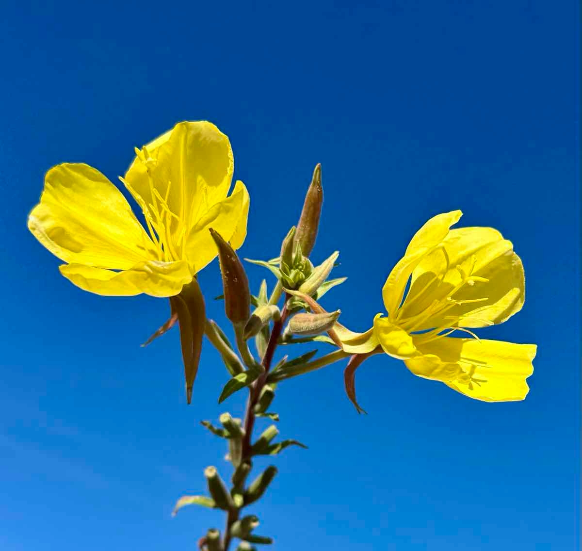 Oenothera elata ssp. hirsutissima