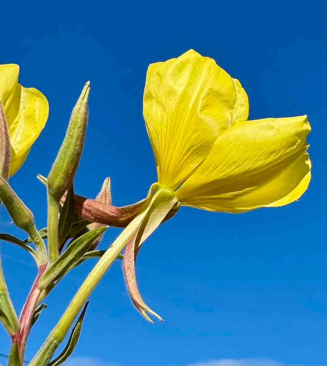 Oenothera elata ssp. hirsutissima