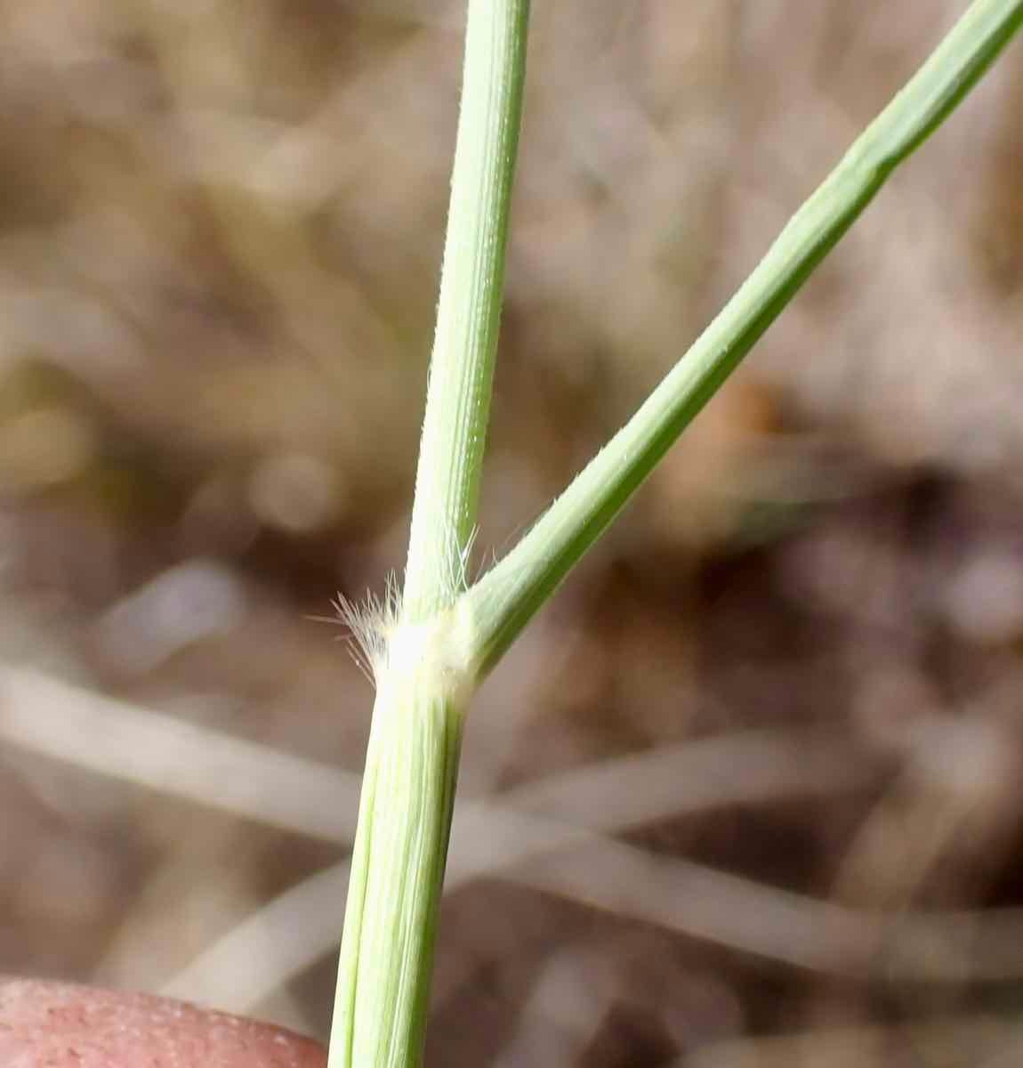 Pennisetum setaceum