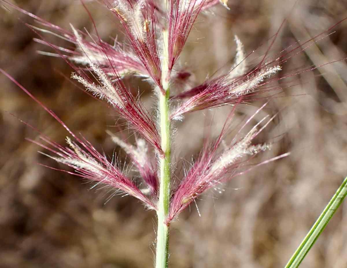 Pennisetum setaceum