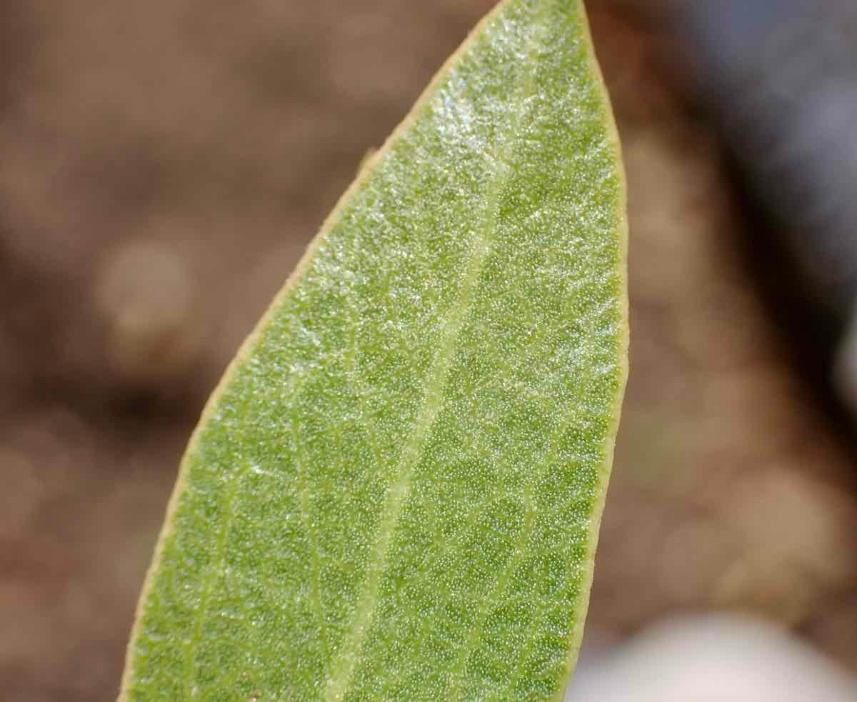 Arctostaphylos pungens