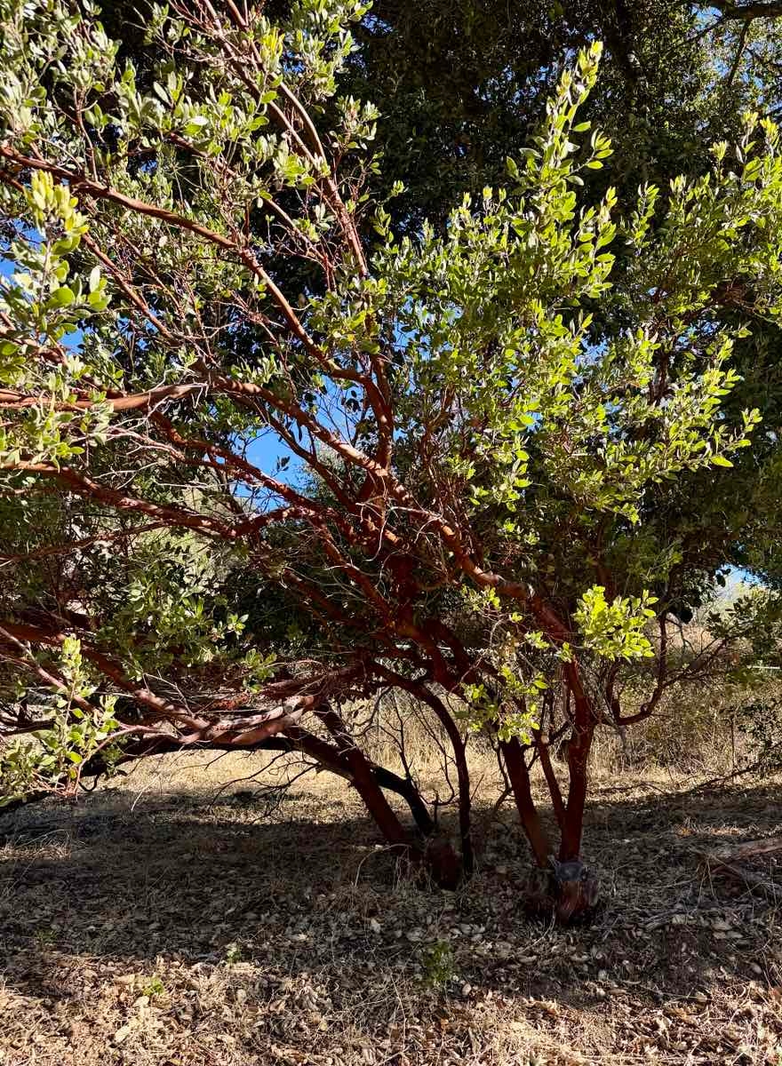 Arctostaphylos pungens