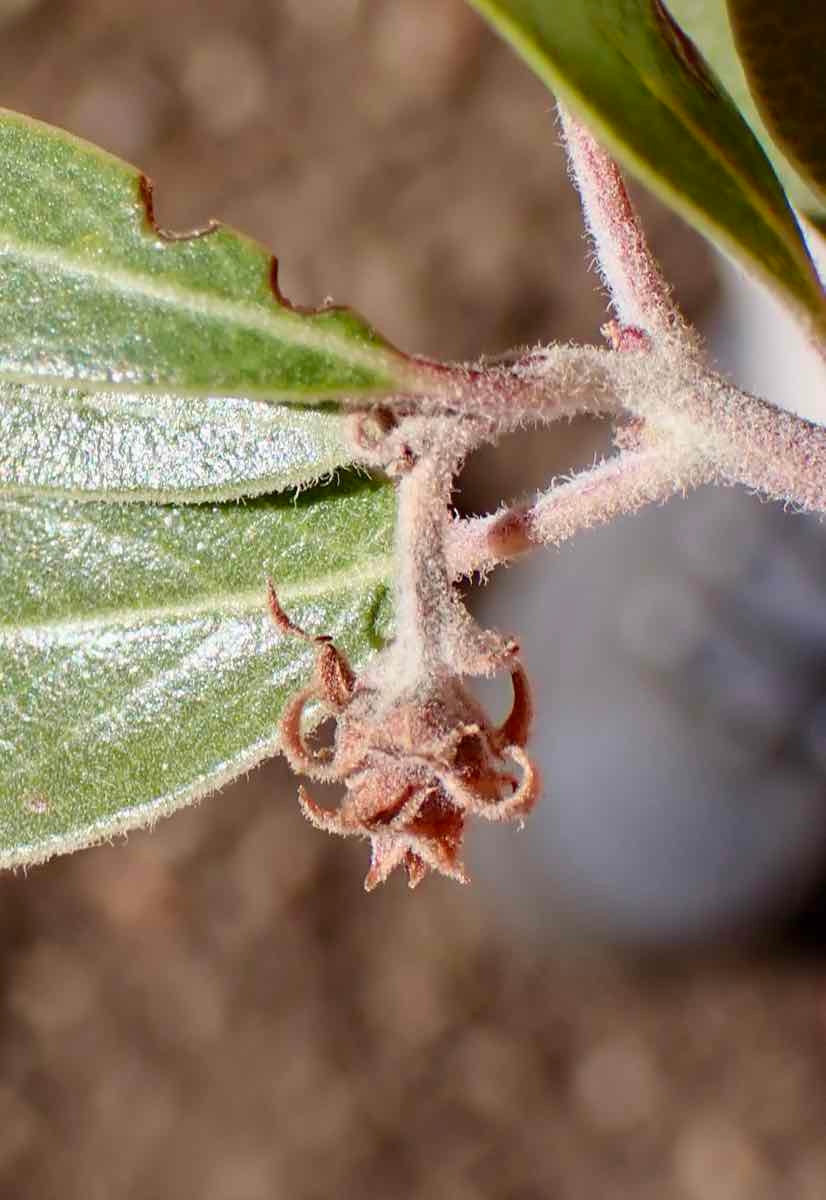 Arctostaphylos pungens