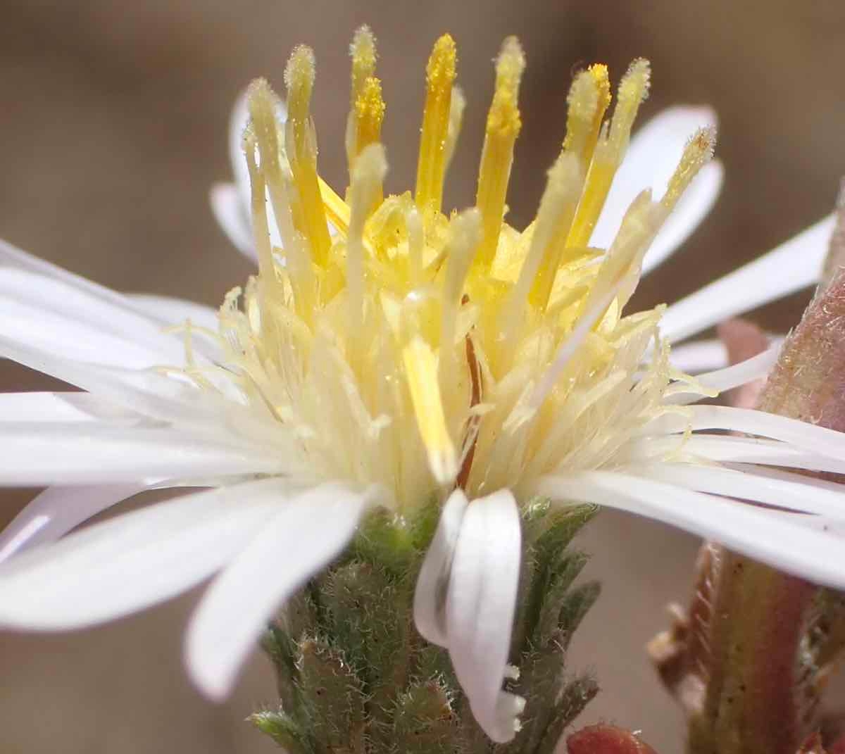 Symphyotrichum defoliatum