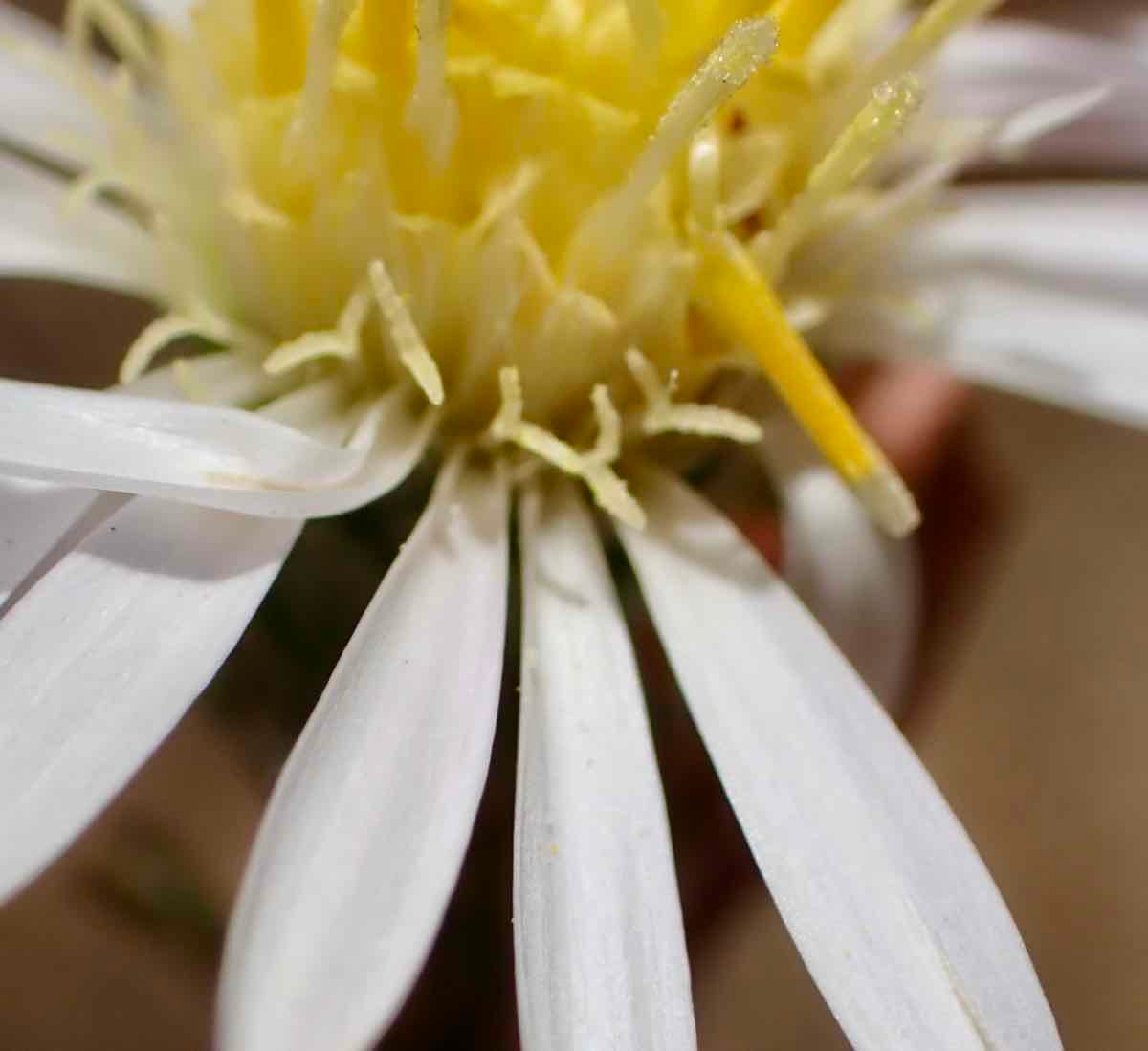 Symphyotrichum defoliatum