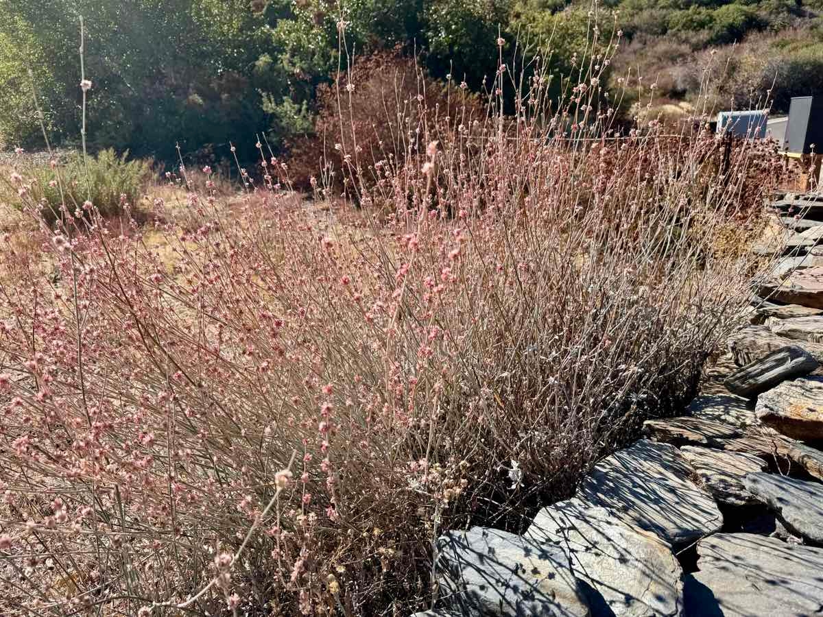 Eriogonum elongatum var. elongatum